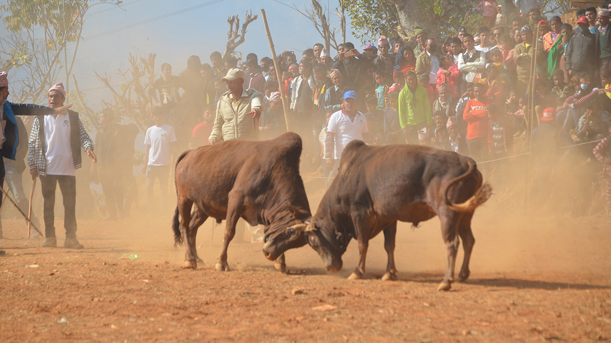 नुवाकोटमा गोरु जुधाएर मनाइयो माघेसङ्क्रान्ति